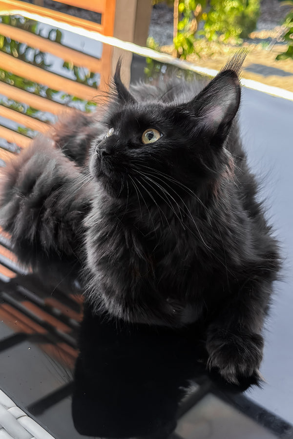 Freya | Maine Coon Kitten