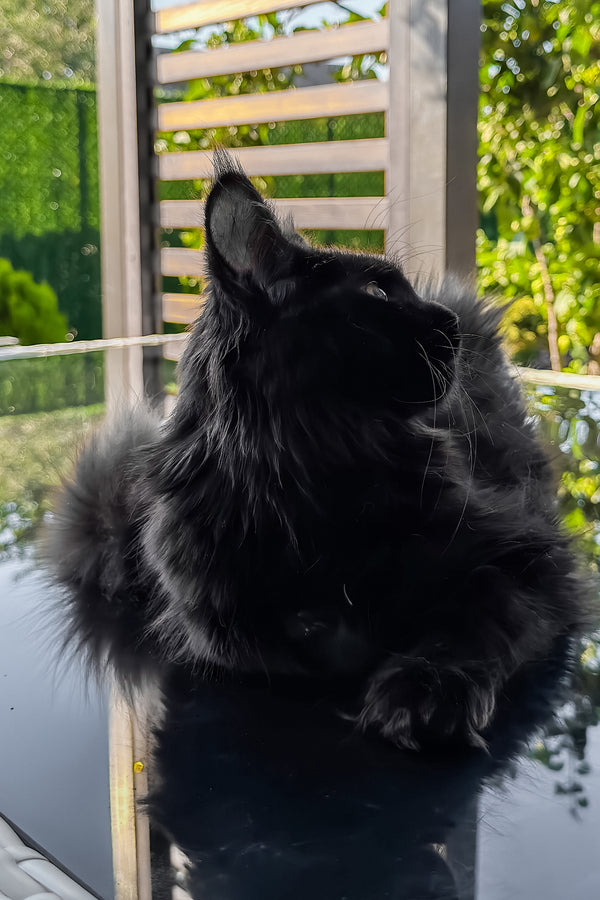 Freya | Maine Coon Kitten