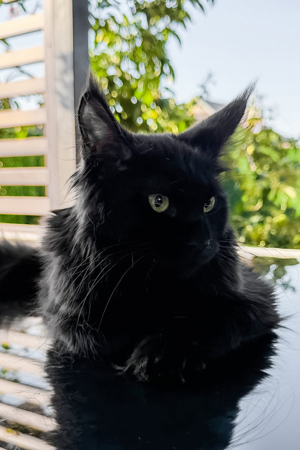 Freya | Maine Coon Kitten