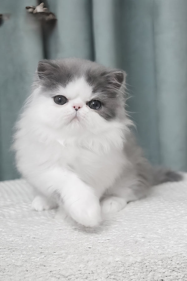 Frol | Persian Kitten