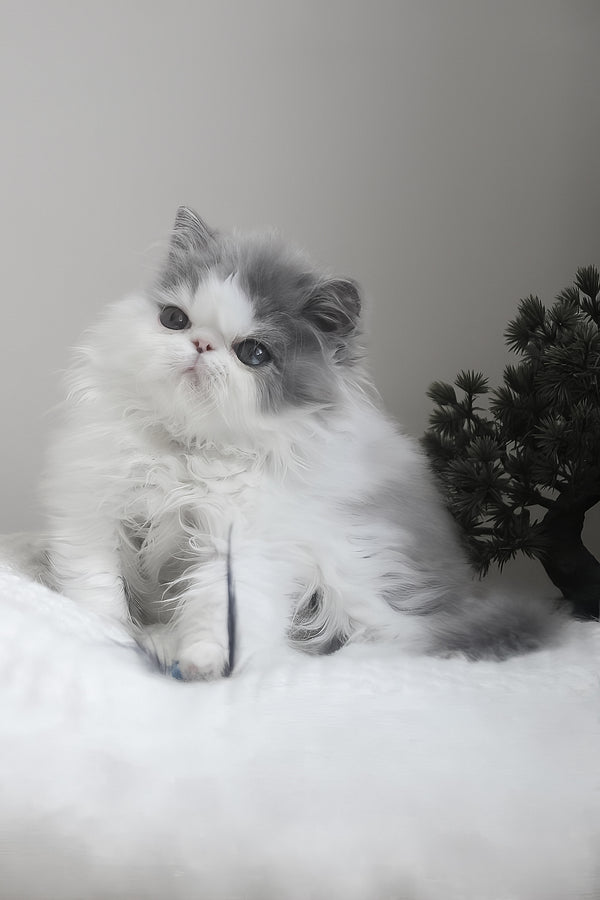 Frol | Persian Kitten