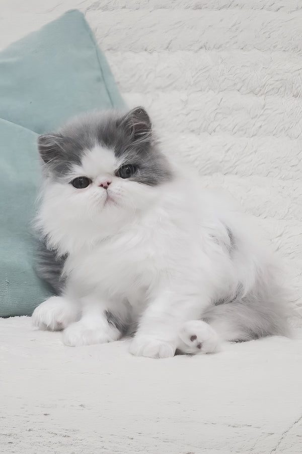 Frol | Persian Kitten