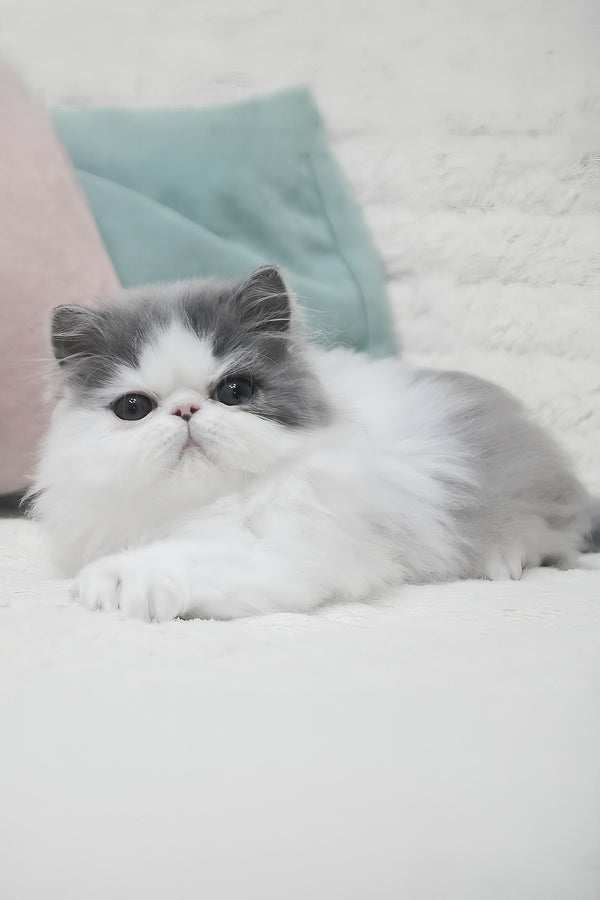 Frol | Persian Kitten