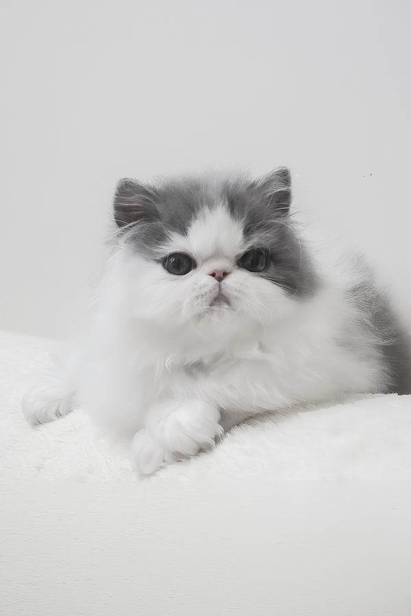 Frol | Persian Kitten