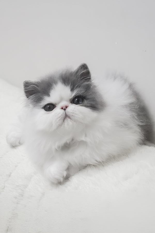 Frol | Persian Kitten