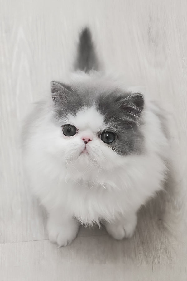 Frol | Persian Kitten
