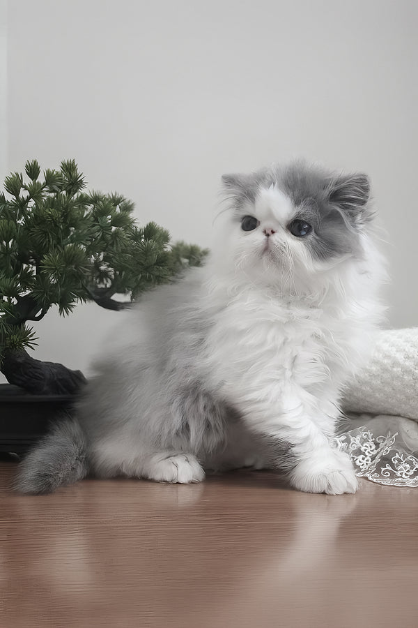 Frol | Persian Kitten