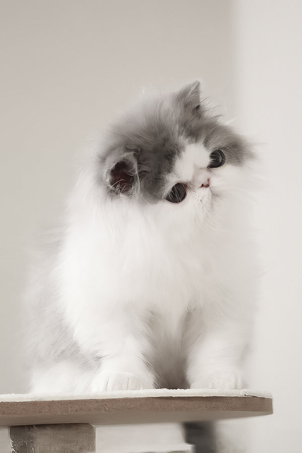 Frol | Persian Kitten