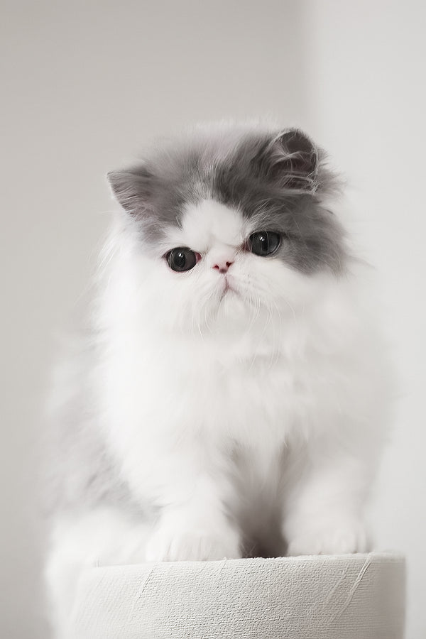 Frol | Persian Kitten