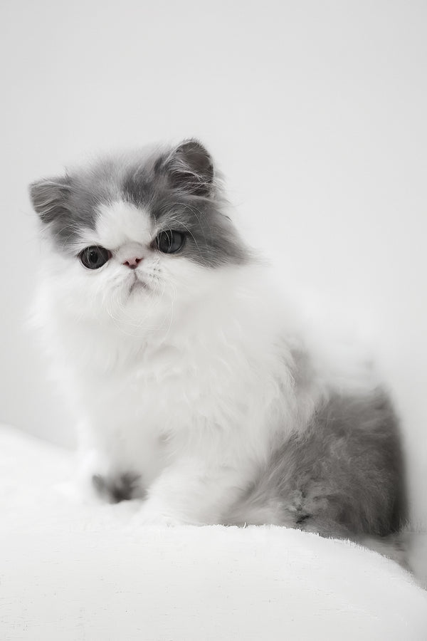 Frol | Persian Kitten