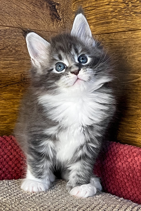 Funtik | Maine Coon Kitten