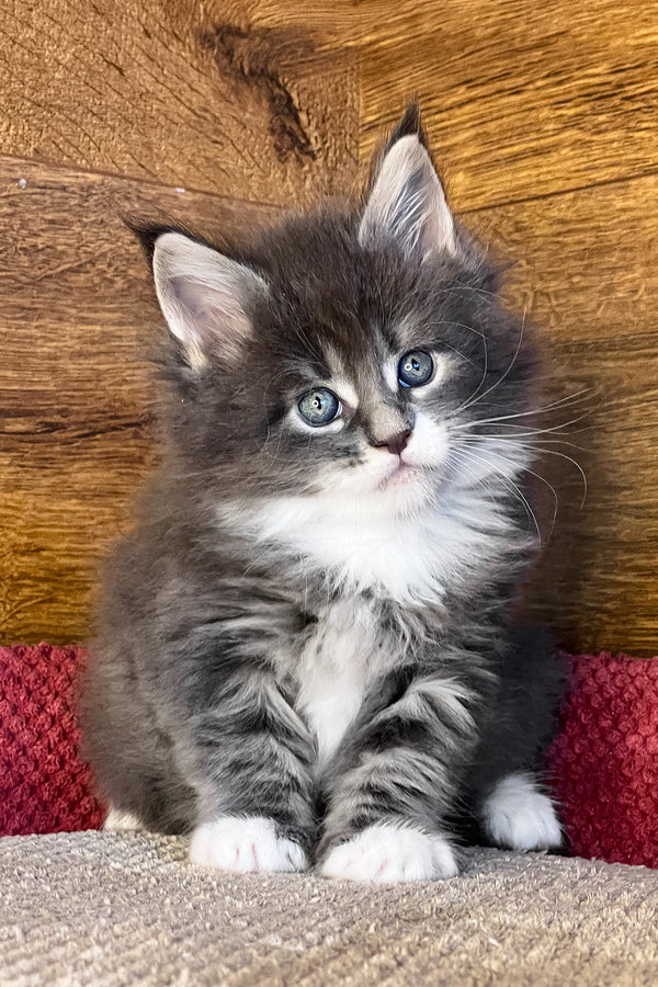 Funtik | Maine Coon Kitten