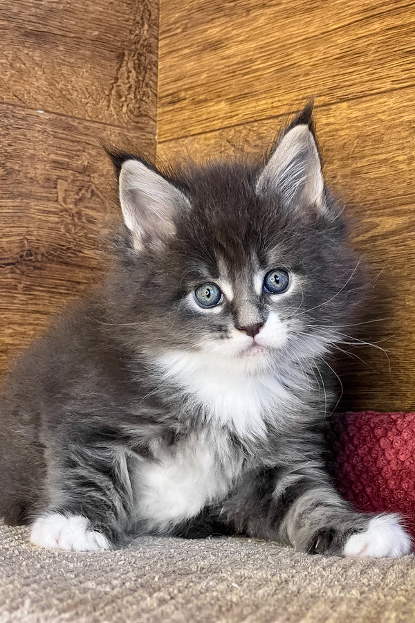 Funtik | Maine Coon Kitten