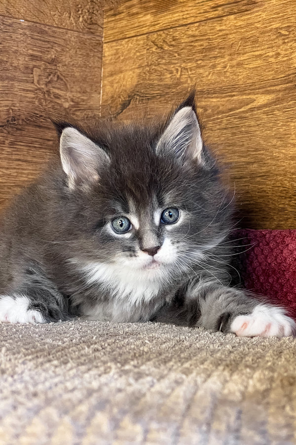 Funtik | Maine Coon Kitten