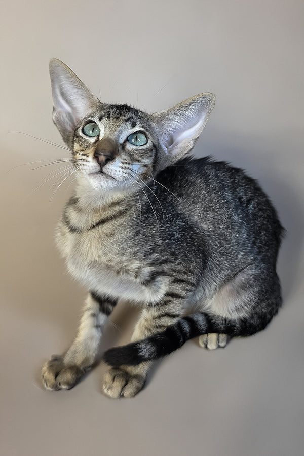 Gabriel | Oriental Shorthair Kitten