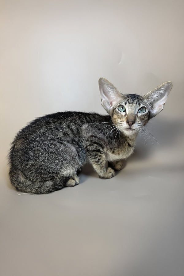 Gabriel | Oriental Shorthair Kitten