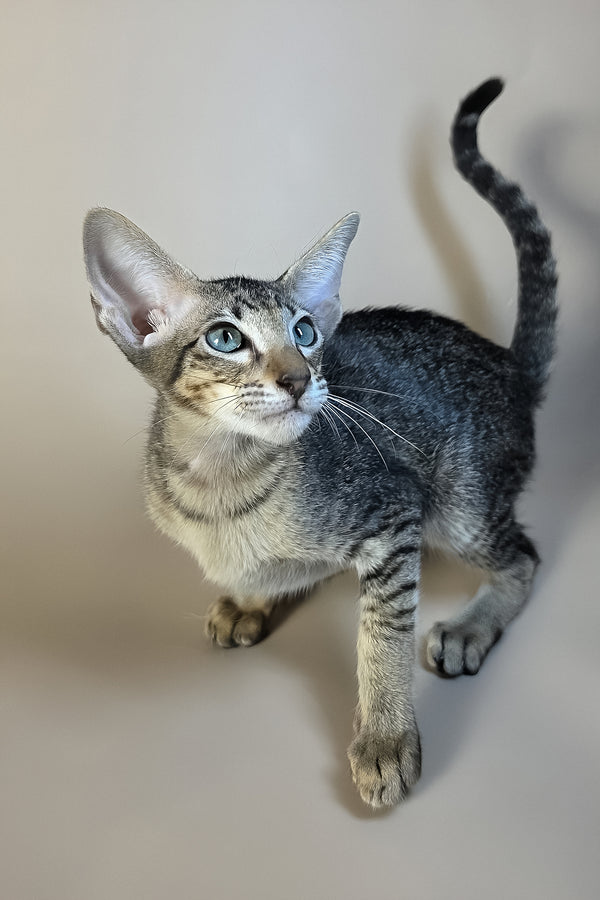 Gabriel | Oriental Shorthair Kitten
