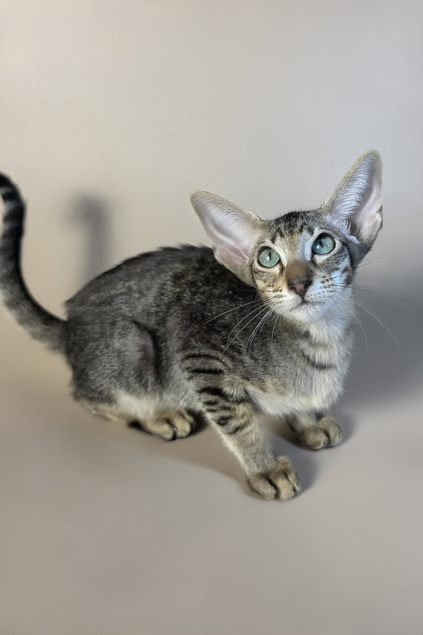 Gabriel | Oriental Shorthair Kitten