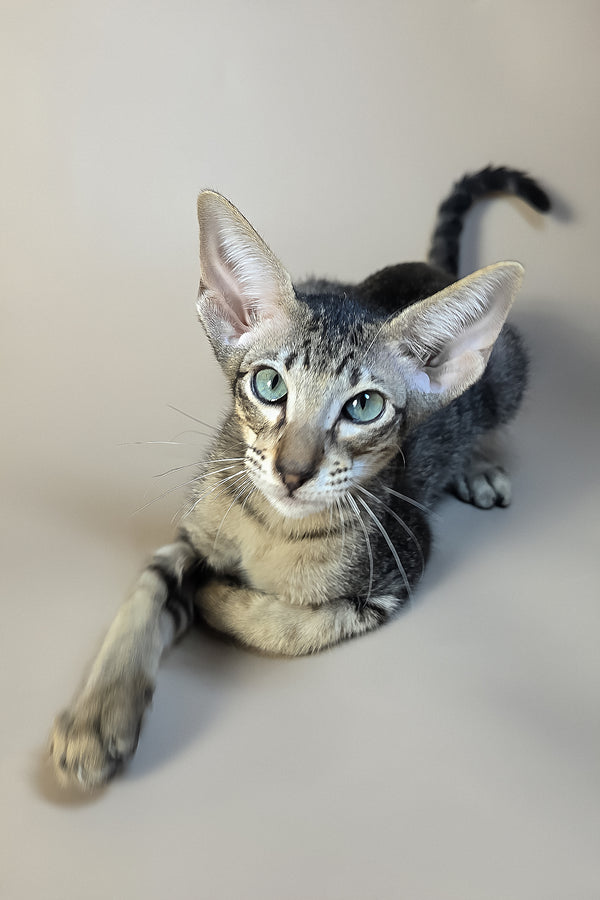 Gabriel | Oriental Shorthair Kitten