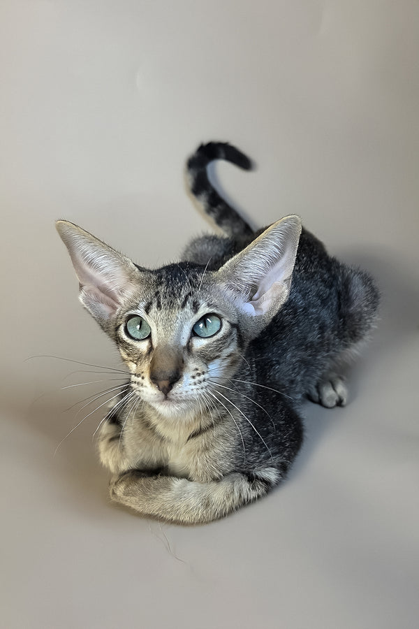 Gabriel | Oriental Shorthair Kitten
