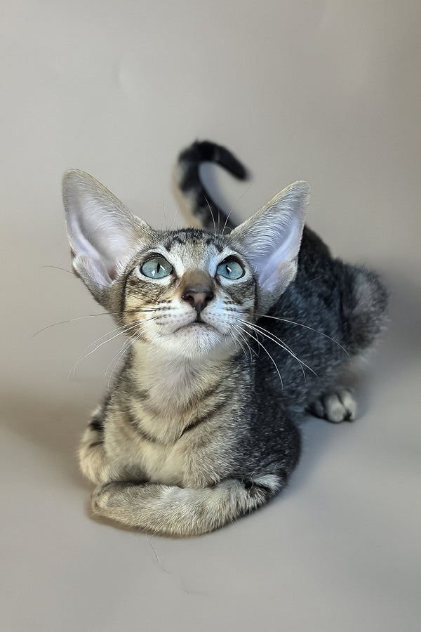Gabriel | Oriental Shorthair Kitten