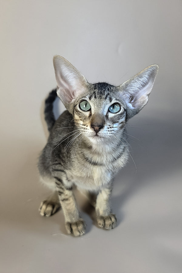 Gabriel | Oriental Shorthair Kitten