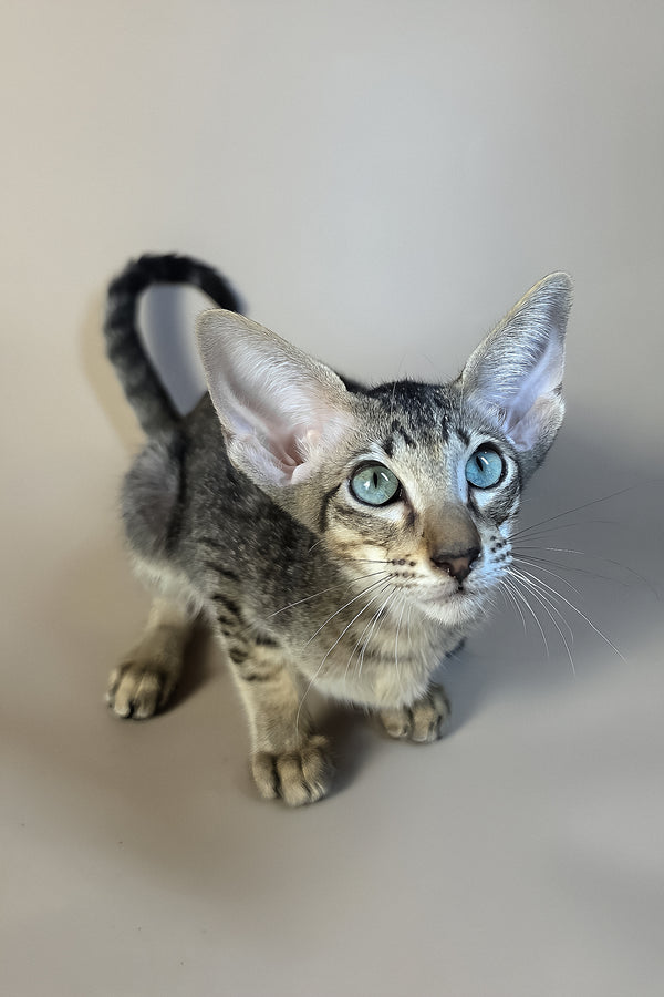 Gabriel | Oriental Shorthair Kitten