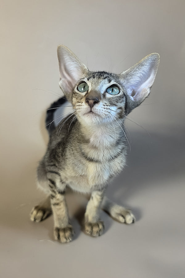 Gabriel | Oriental Shorthair Kitten