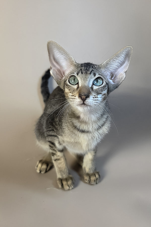 Gabriel | Oriental Shorthair Kitten