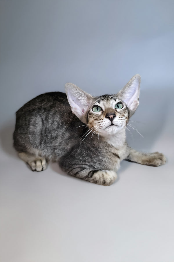 Gabriel | Oriental Shorthair Kitten