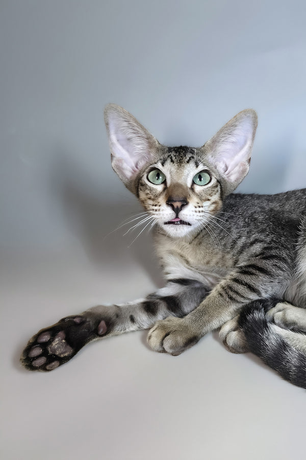 Gabriel | Oriental Shorthair Kitten