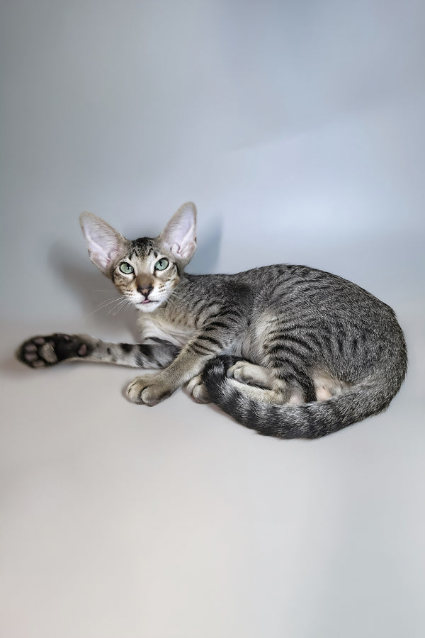 Gabriel | Oriental Shorthair Kitten