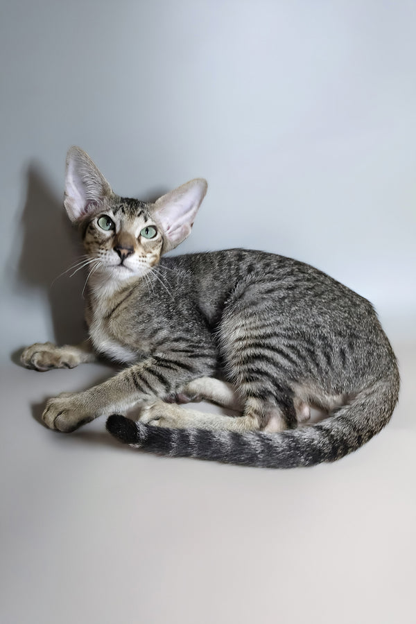 Gabriel | Oriental Shorthair Kitten
