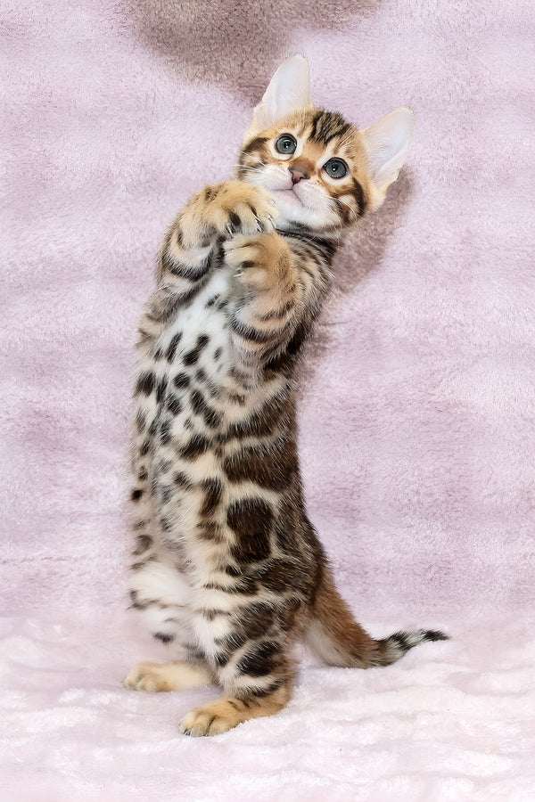 Gabriel | Bengal Kitten