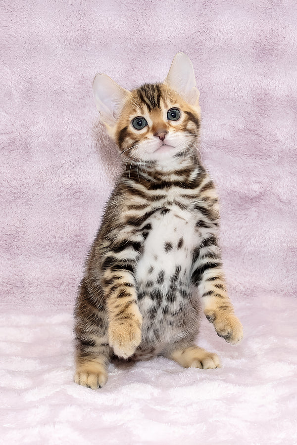 Gabriel | Bengal Kitten
