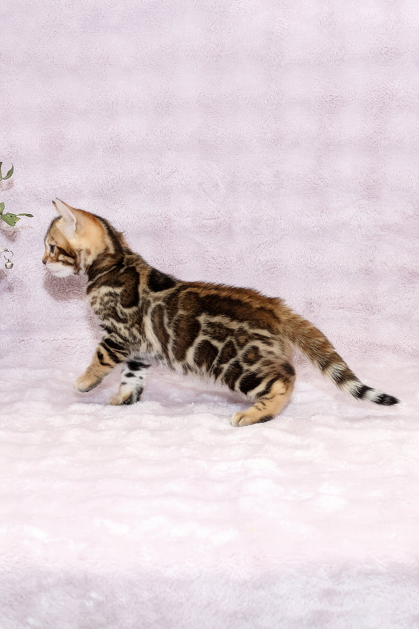 Gabriel | Bengal Kitten