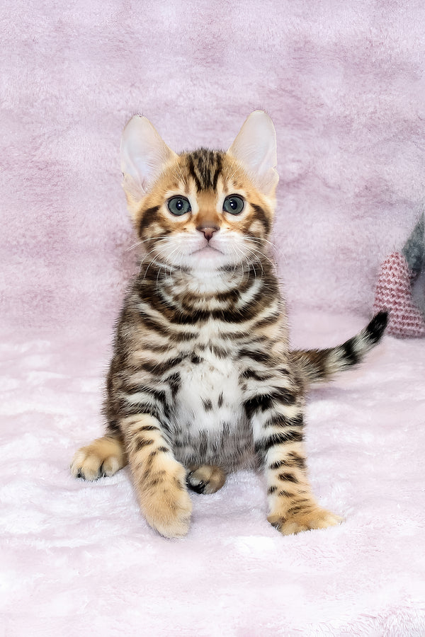 Gabriel | Bengal Kitten