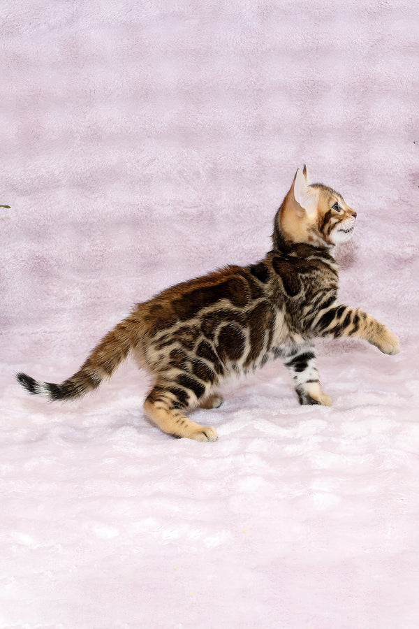 Gabriel | Bengal Kitten