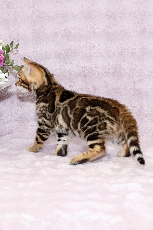 Gabriel | Bengal Kitten