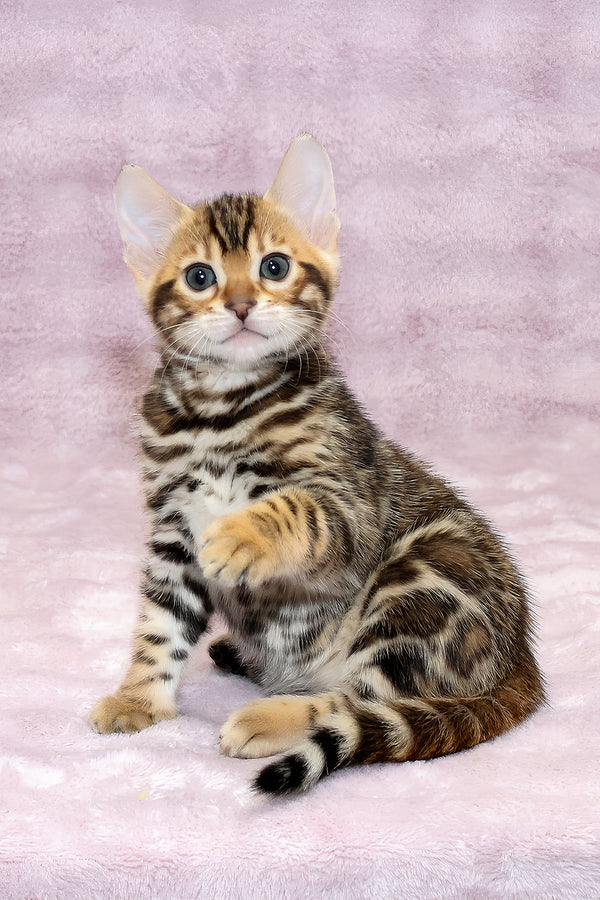 Gabriel | Bengal Kitten