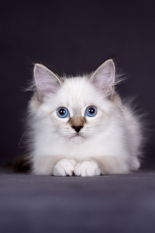 Galaxy | Siberian Kitten