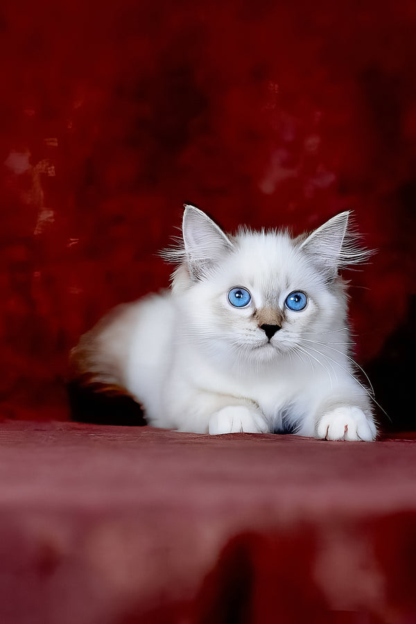 Galaxy | Siberian Kitten