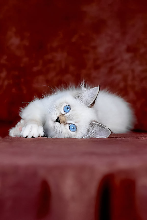Galaxy | Siberian Kitten