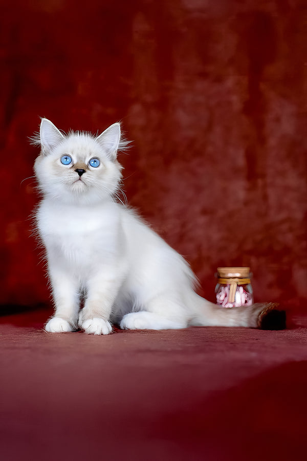 Galaxy | Siberian Kitten