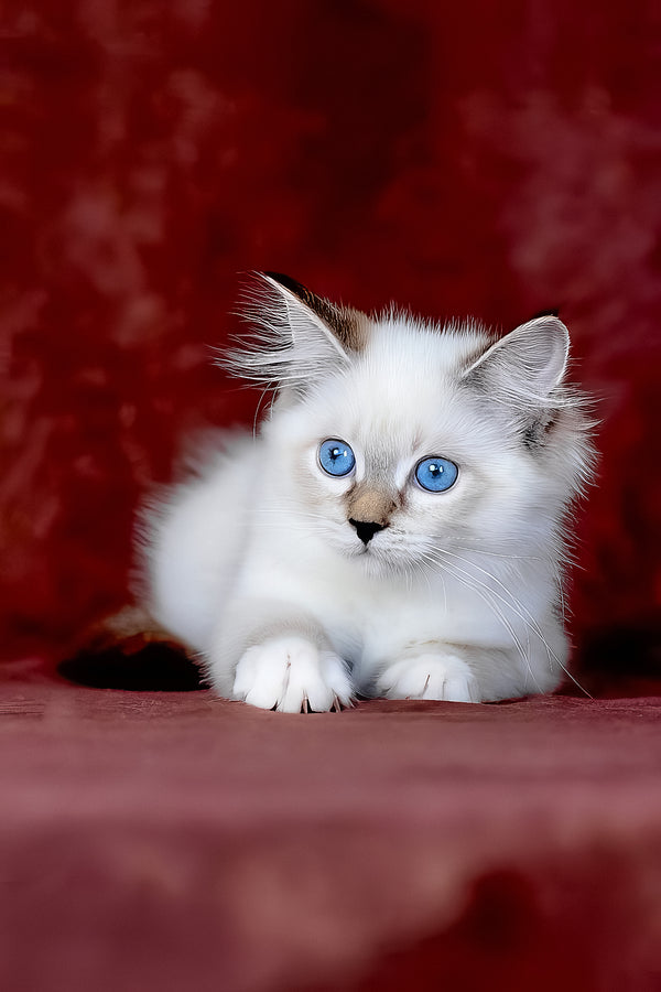 Galaxy | Siberian Kitten