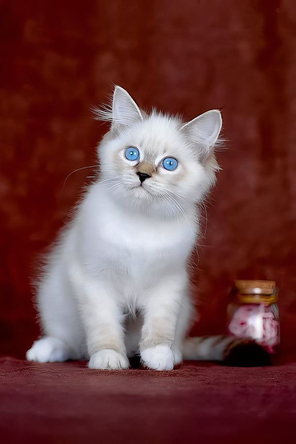 Galaxy | Siberian Kitten