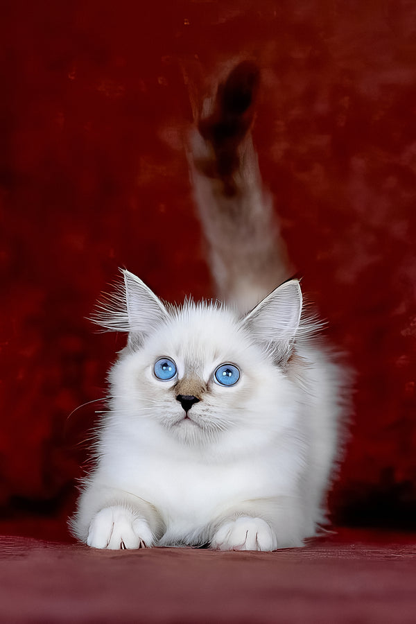 Galaxy | Siberian Kitten