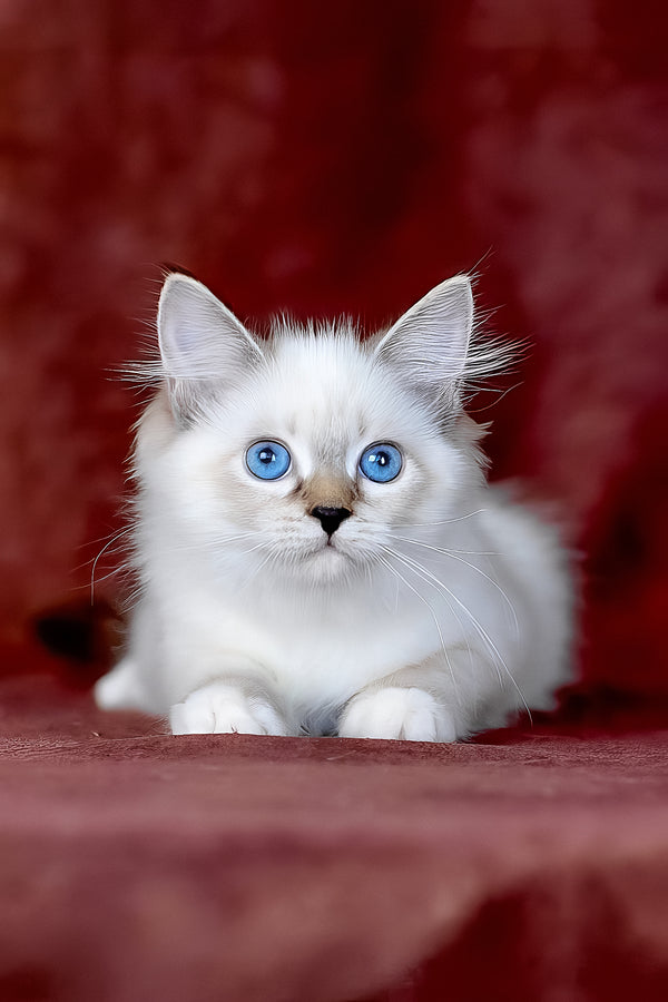 Galaxy | Siberian Kitten