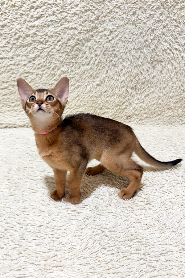 Gardenia | Abyssinian Kitten