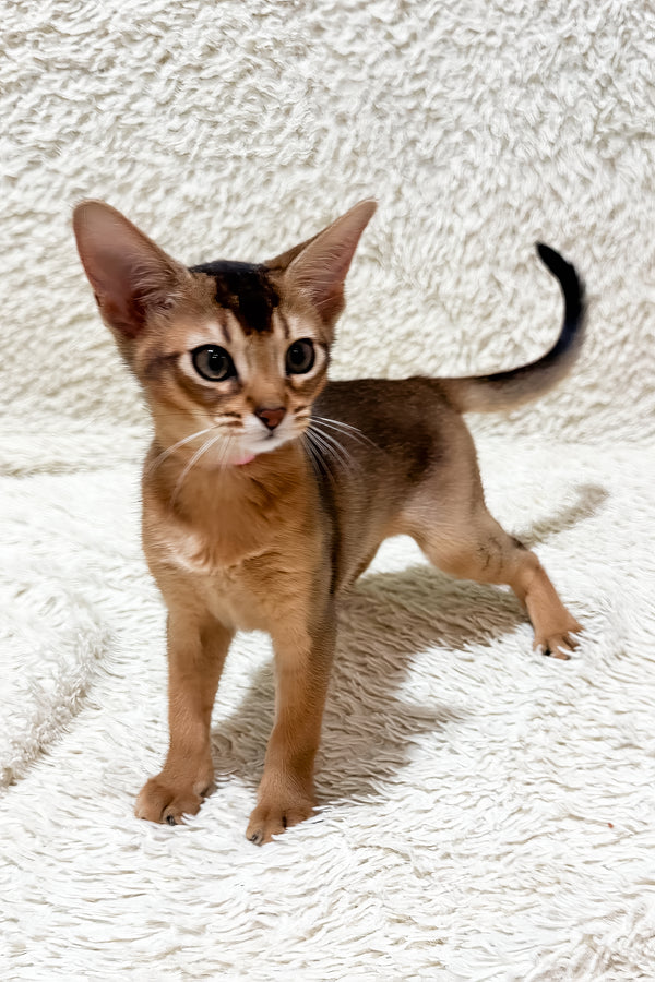 Gardenia | Abyssinian Kitten
